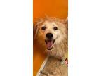 Adopt Ralphie a Cairn Terrier, American Eskimo Dog