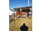 Yearling coltrider deluxe prospect