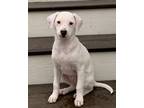 Adopt Iris a Tan/Yellow/Fawn Beagle / Terrier (Unknown Type