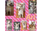 Adopt Ari a Tan/Yellow/Fawn - with White Husky / Mixed dog in Colorado Springs