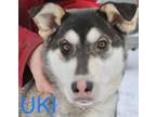 Adopt UKI a Siberian Husky