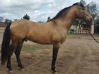 Buckskin stallion 163 hh Dressage prospect