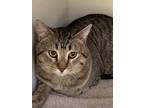 Adopt Boomer a Brown or Chocolate Domestic Shorthair / Domestic Shorthair /