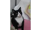 Adopt Jersey a Black & White or Tuxedo Domestic Shorthair (short coat) cat in