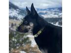 Adopt Juno a Black German Shepherd Dog dog in Kelowna, BC (34126727)