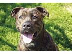 Adopt Hugo a Brown/Chocolate Mastiff / Mixed dog in St. Catharines