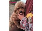 Adopt Romeo a Red/Golden/Orange/Chestnut Poodle (Toy or Tea Cup) / Mixed dog in