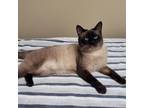 Adopt Rio a White (Mostly) Siamese / Mixed cat in Melfort, SK (34140232)