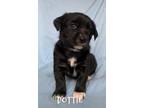 Adopt Dottie a Black German Shepherd Dog / Labrador Retriever dog in Kelowna