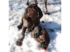 German Shorthaired Pointer Puppy for sale in Hillside, NJ, USA