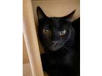 Adopt Timber a American Shorthair