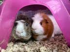 Adopt Jack and Mattie a Abyssinian, Guinea Pig
