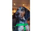 Adopt Jethro a Tricolor (Tan/Brown & Black & White) Bluetick Coonhound / Mixed