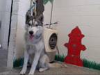 Adopt MURPHY a White Alaskan Malamute / Mixed dog in San Bernardino