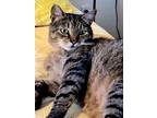 Adopt Squirrel a Spotted Tabby/Leopard Spotted Bengal cat in los angeles