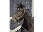 Adopt George Town Cat a Bay Thoroughbred horse in Nicholasville, KY (34150586)