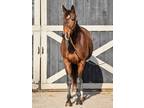 Adopt Amy Namey a Bay Thoroughbred horse in Nicholasville, KY (34150453)
