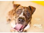 Miggie, American Pit Bull Terrier For Adoption In Visalia, California