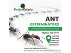 Ant Exterminator in Niagara
