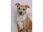 Adopt Oakley a American Staffordshire Terrier