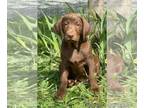 Labrador Retriever PUPPY FOR SALE ADN-351863 - AKC Chocolate Labrador Puppies