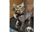 Adopt Arnie a Brown Tabby Domestic Longhair (long coat) cat in Smithers