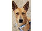 Adopt Alex a Tan/Yellow/Fawn Saluki / Labrador Retriever dog in Toronto