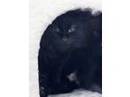 Adopt Nikki a All Black Domestic Longhair (long coat) cat in Missoula