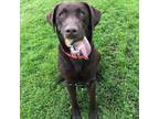 Adopt Winchester a Brown/Chocolate Labrador Retriever / Mixed dog in Kingston