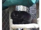 Adopt Jedi a All Black Domestic Longhair (long coat) cat in Missoula