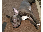 French Bulldog PUPPY FOR SALE ADN-355704 - French Bulldog puppies