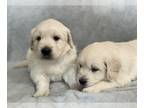 English Cream Golden Retriever PUPPY FOR SALE ADN-355713 - Champion puppies