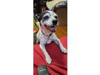 Adopt Othelo a White - with Black Rat Terrier / Mixed dog in Covina