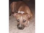 Adopt Dottie a Pit Bull Terrier, Black Mouth Cur