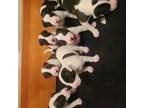 Dogo Argentino Puppy for sale in Oak Forest, IL, USA