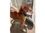 Adopt Brie a Tan/Yellow/Fawn - with White Hound (Unknown Type) / Beagle / Mixed