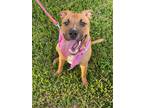 Adopt Catalina a Black Mouth Cur