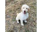 Great Pyrenees Puppy for sale in Plant City, FL, USA