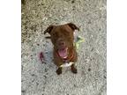 Adopt Mocha a Red/Golden/Orange/Chestnut American Pit Bull Terrier / Mixed dog
