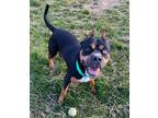 Adopt Ness a Staffordshire Bull Terrier / Mixed dog in Warren, MI (34186438)
