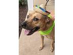 Rocky, Pit Bull Terrier For Adoption In Massillon, Ohio
