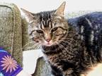 Adopt Parfait a Spotted Tabby/Leopard Spotted Domestic Shorthair / Mixed cat in