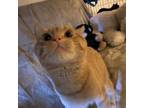 Adopt Moki aka cheeto a Orange or Red Domestic Shorthair / Mixed cat in