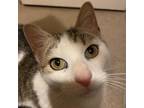 Adopt Suki aka ms. kitty a Calico or Dilute Calico Domestic Shorthair / Mixed