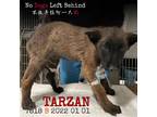 Adopt 7818 Tarzan a Brown/Chocolate Belgian Malinois / Mixed dog in Scarborough