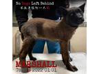 Adopt 7820 Marshall a Brown/Chocolate Belgian Malinois / Mixed dog in