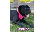 Adopt Jazmine a Black Cane Corso / Mixed dog in Louisville, OH (34200192)