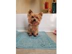 Adopt Tigars a Yorkshire Terrier