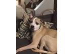 Adopt Daisy-pending adoption a Pit Bull Terrier