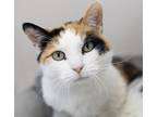 Adopt Willow a Calico or Dilut